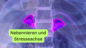thumbnail of medium H 6: Nebennieren und Stressachse